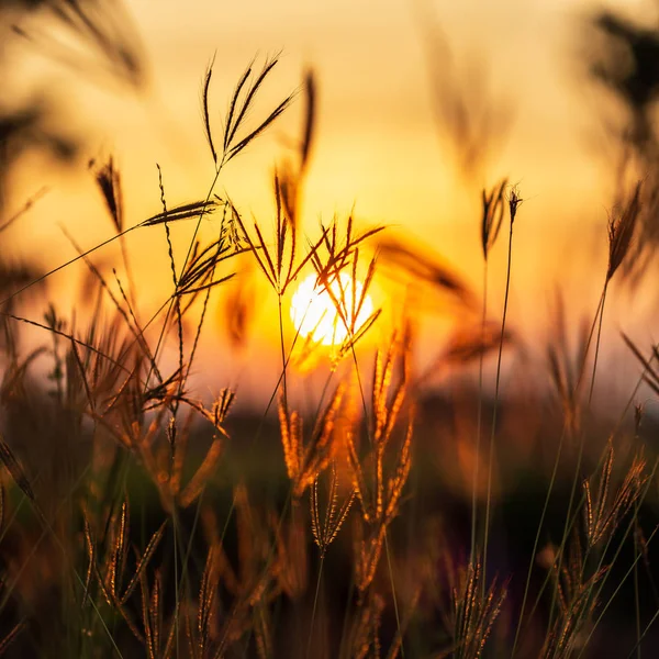 Hermosas Flores Hierba Blanca Hora Del Amanecer Fondo Borroso Naturaleza —  Fotos de Stock