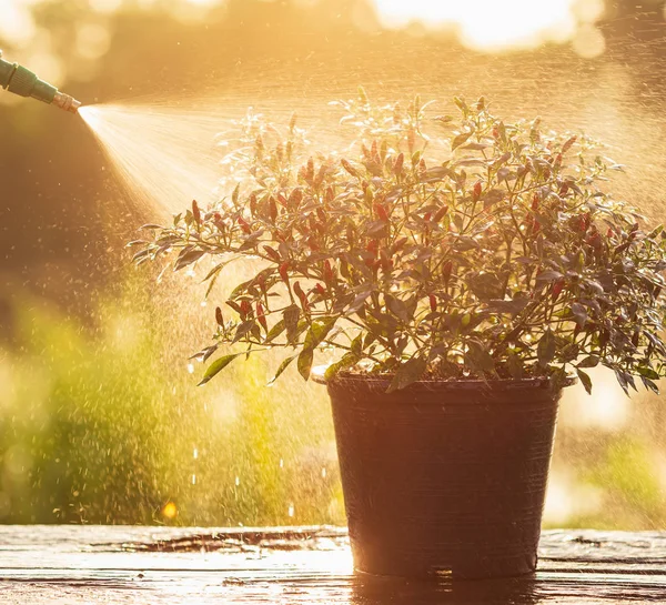 水まき缶を押し時に朝の庭で若い植物に噴霧の手 — ストック写真