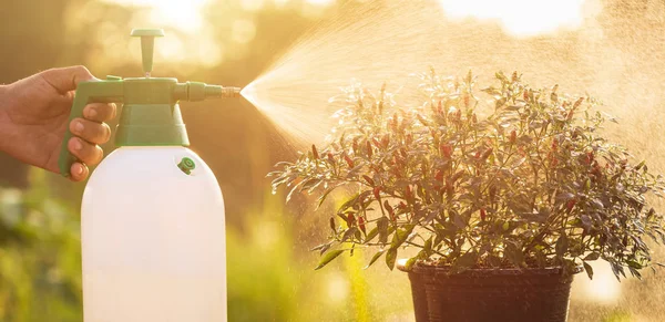 Hand Hält Gießkanne Und Sprüht Junge Pflanze Morgens Garten — Stockfoto