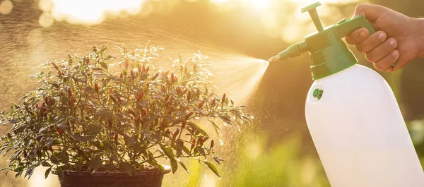 水まき缶を押し時に朝の庭で若い植物に噴霧の手 — ストック写真