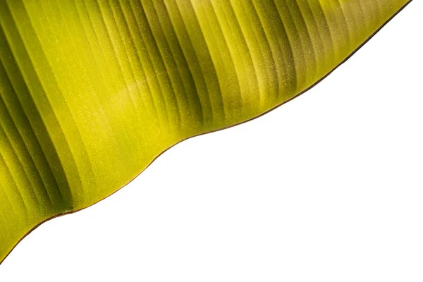 Textura Čerstvé Zelené Banánový List Izolovaných Bílém Pozadí Uložen Ořezovou — Stock fotografie