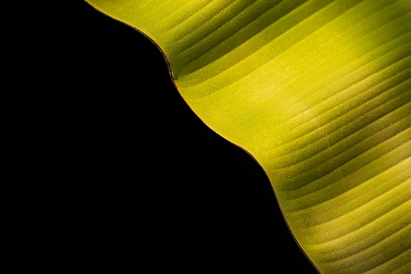 Friss Zöld Banán Levél Elszigetelt Fekete Háttér Textúra Mentett Vágógörbe — Stock Fotó