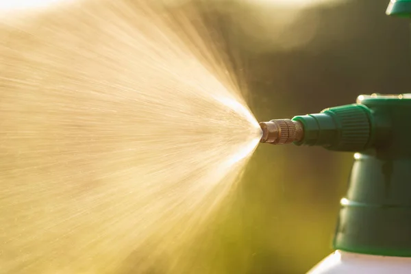 Hand Hält Gießkanne Und Sprüht Junge Pflanze Morgens Garten — Stockfoto