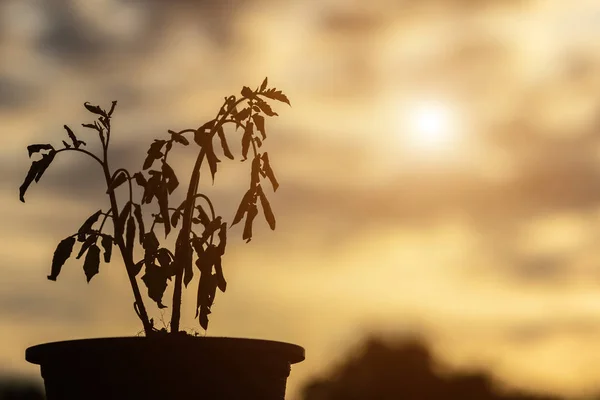 Silhouette Plante Morte Dans Pot Plastique Sur Une Table Bois — Photo