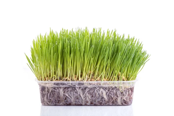Junges Grünes Weizengras Studio Isoliert Auf Weißem Hintergrund Aufgenommen — Stockfoto