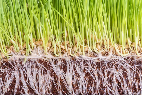 Jonge Groene Tarwegras Studio Opname Van Geïsoleerde Witte Achtergrond — Stockfoto