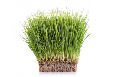 Genç yeşil Wheatgrass stüdyo beyaz izole atış