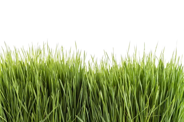 Young green Wheatgrass studio shot isolated on white — Stock Photo, Image