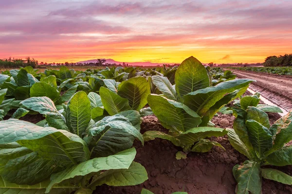 Vy över unga gröna tobaks anläggningar i fält — Stockfoto