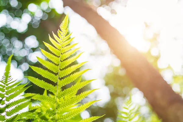 Green abstract of blur nature sunlight with bokeh and lens flare — Stock Photo, Image