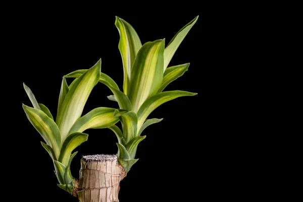 DRACAENA Tree nebo Dracaena parfémy v černém plastovém hrnci — Stock fotografie