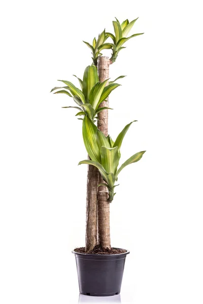 Dracaena boom of Dracaena fragrans in zwarte kunststof pot — Stockfoto