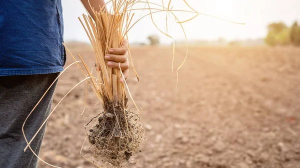 Joven agricultor sosteniendo planta de muerte en tierra vacía para plantar — Foto de Stock