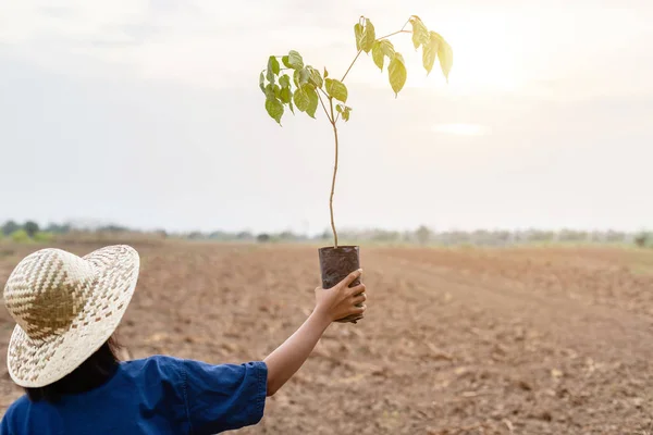 Agricultor segurando pequena árvore em terra vazia para plantio — Fotografia de Stock