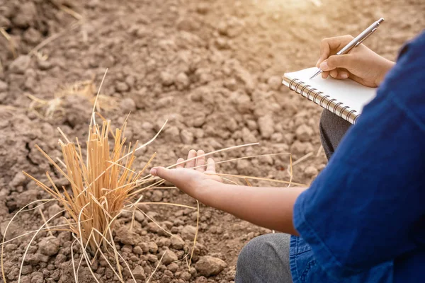 Asian student robi badania lub kontroli suchej gleby w pustych gruntów — Zdjęcie stockowe