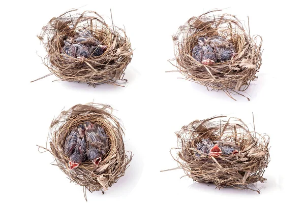 Dos de pájaros bebé en nido de hierba seca marrón — Foto de Stock