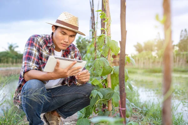 Joven agricultor asiático usando tableta y comprobando su planta o vegeta —  Fotos de Stock