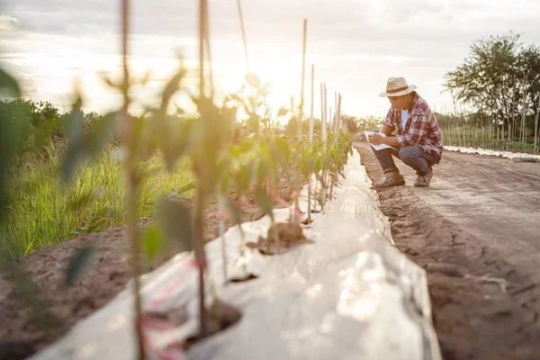 Agricultor asiático sosteniendo cuaderno y comprobando su planta o verdura — Foto de Stock