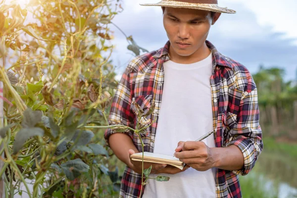 Jóvenes agricultores asiáticos revisando su planta o verdura (espárragos ser — Foto de Stock