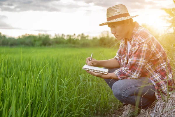 Joven agricultor asiático revisando su campo de arroz verde y hacer un repo — Foto de Stock