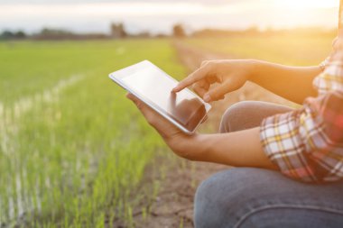 Asyalı genç çiftçi yeşil pirinç alanında tablet kullanarak