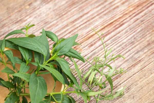 Zelený šibalský paniculata nebo zelený chireta na dřevěném stole. — Stock fotografie