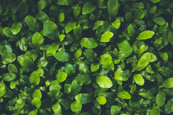 Vue du dessus de la petite plante de feuille dans le jardin — Photo