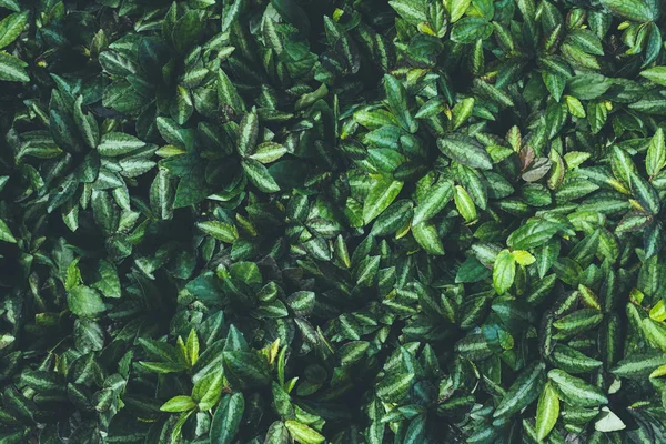 Bovenaanzicht van blad kleine plant in de tuin — Stockfoto