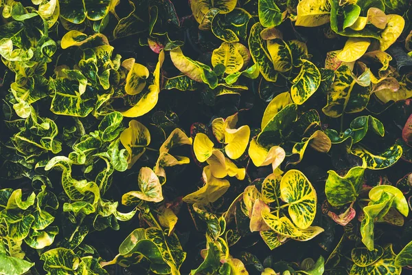 Vista superior da folha pequena planta no jardim — Fotografia de Stock