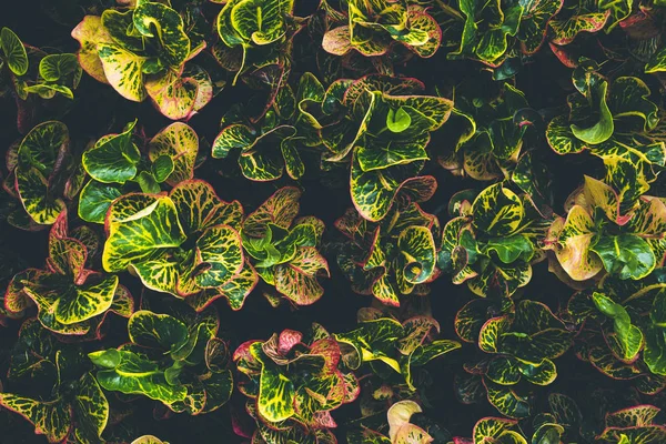 Top view of leaf small plant in garden — Stock Photo, Image