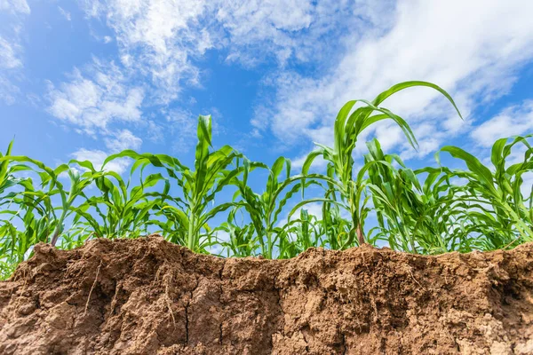 Młode zielone pole kukurydzy, Wiersz plantacji kukurydzy w pobliżu gleby ślizgowej — Zdjęcie stockowe