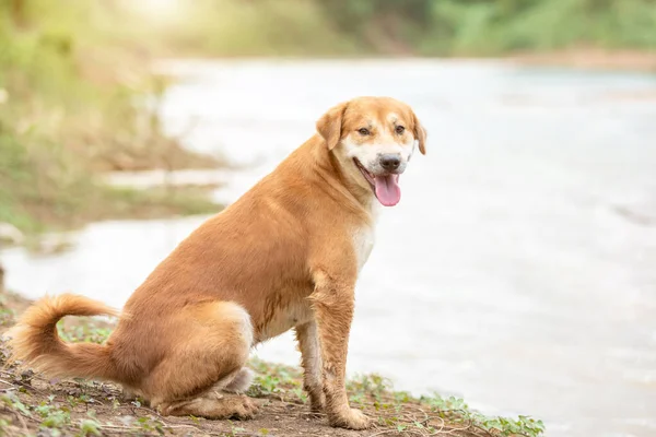 Cane bruno (razze pure o razze tailandesi) seduto vicino al fiume — Foto Stock