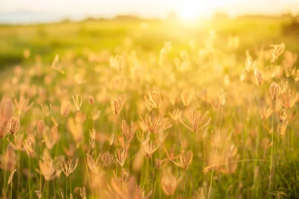 Bellissimi fiori di erba bianca al sorgere del sole su sfocatura e natura — Foto Stock