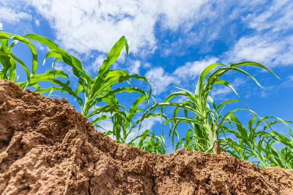 Młode zielone pole kukurydzy, Wiersz plantacji kukurydzy w pobliżu gleby ślizgowej — Zdjęcie stockowe