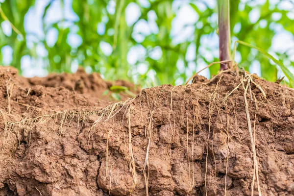 Korzeń młodej kukurydzy w polu i tekstury gleby. Środowisko naturalne — Zdjęcie stockowe