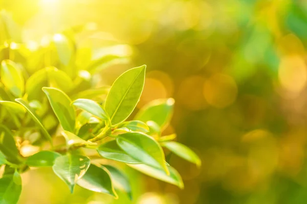 Macro bright young green leaf on the tree branch in garden — Stock Photo, Image