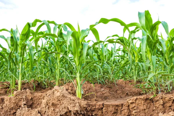 Zielone pole kukurydzy, Row plantacji kukurydzy w pobliżu przesuwnych textu gleby — Zdjęcie stockowe