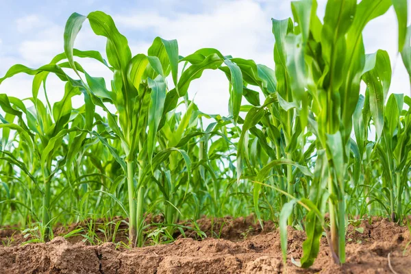 Campo de maíz verde joven, Fila de plantación de maíz cerca de suelo deslizante — Foto de Stock