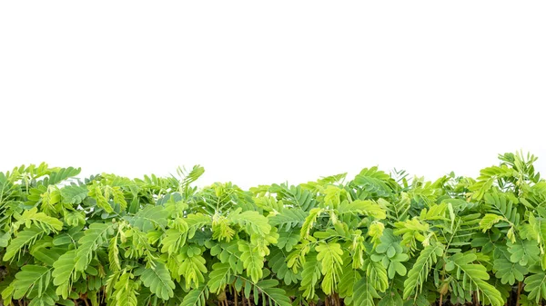 Fila di giovane Tamarindo verde isolato su bianco — Foto Stock