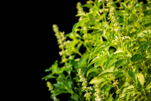 Foglia verde macro e fiore di basilico peloso tailandese o tr basilico santo — Foto Stock