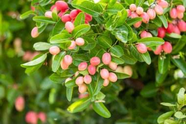 Bengal frenk üzümü kümesi ya da İsa 'nın ağaçtaki dikeni.