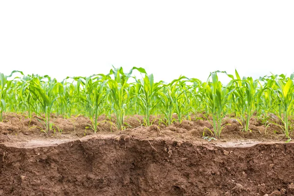 Zielone pole kukurydzy, Row plantacji kukurydzy w pobliżu przesuwnych textu gleby — Zdjęcie stockowe