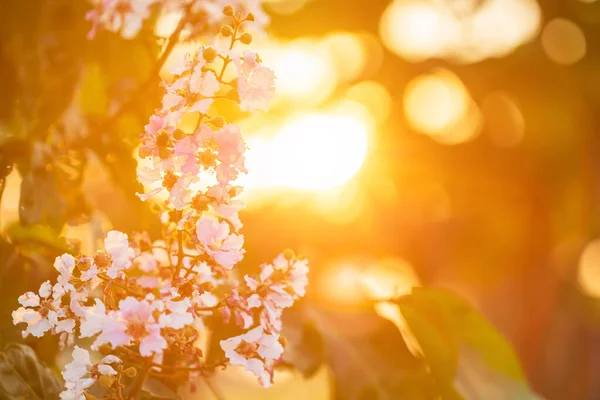 Macro flower of Queen's Flower tree or Lagerstroemia speciosa (I — Stock Photo, Image