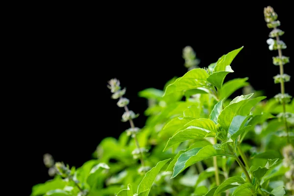 Makro zelený list a květina thajské chlupaté bazalky nebo svaté bazalky tr — Stock fotografie