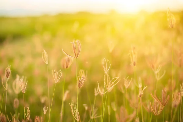 Hermosas flores de hierba blanca en la hora del amanecer en el desenfoque y la naturaleza —  Fotos de Stock