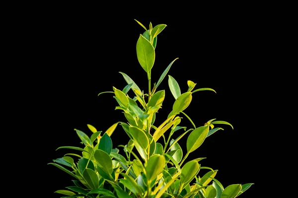 Macro bright young green leaf on the tree branch in garden — Stock Photo, Image