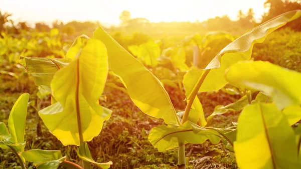 Jardin jeune bananier à la campagne — Photo