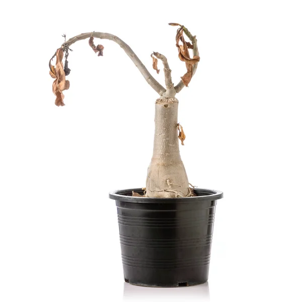 Planta Muerta Desert Rose Adenium Maceta Negra Estudio Plano Aislado — Foto de Stock