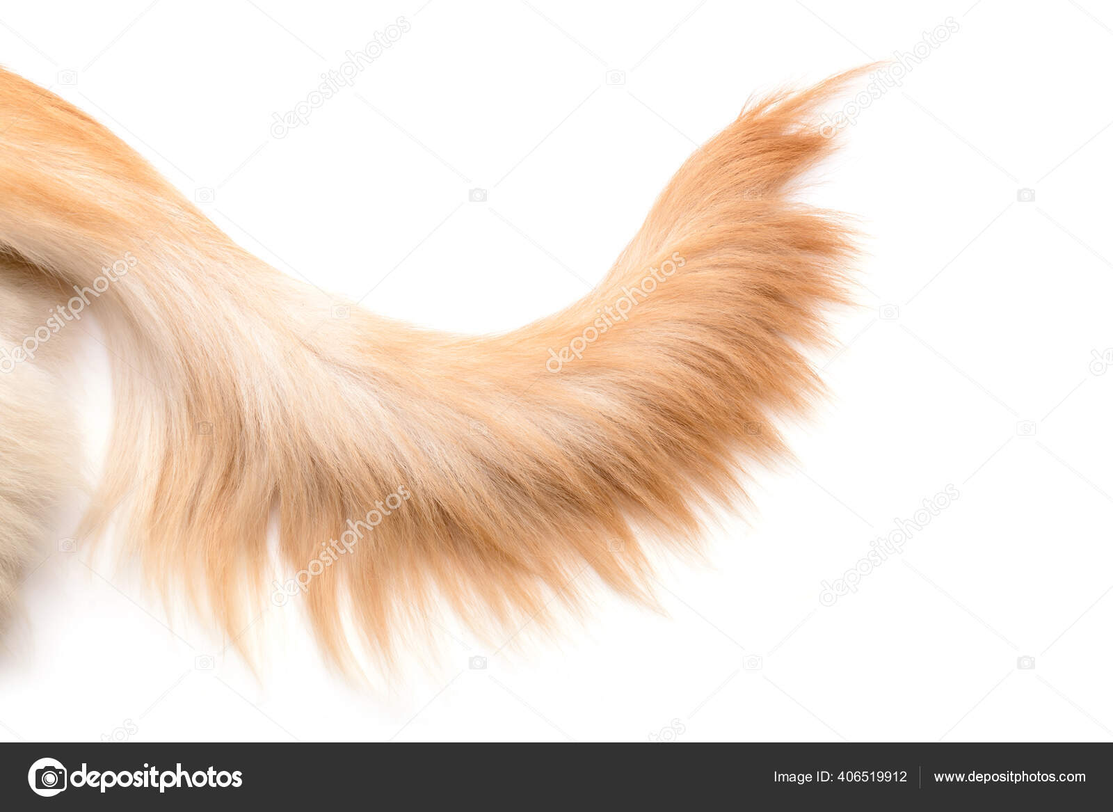 在白色背景下把棕色的狗尾巴金毛猎犬顶部视图带有文本或设计的复制空间 图库照片 C Phanuwatnandee