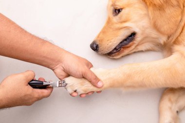 Köpek tırnağı kesiyor. Köpek tırnağı kesmek için tırnak makası kullanan bir adam. Üst görünüm